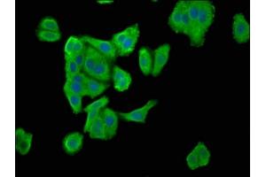 Immunofluorescence staining of HepG2 cells with ABIN7151723 at 1:100, counter-stained with DAPI. (ENTR1 (AA 121-230) anticorps)