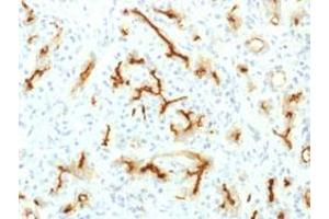 Immunohistochemical staining (Formalin-fixed paraffin-embedded sections) of human pancreas with CFTR recombinant monoclonal antibody, clone CFTR/1775R .