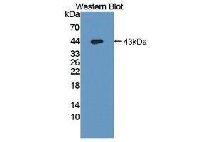 Western Blotting (WB) image for anti-Hemochromatosis Type 2 (Juvenile) (HFE2) (AA 234-416) antibody (ABIN3201658) (HFE2 anticorps  (AA 234-416))