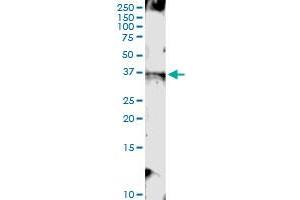 Immunoprecipitation of TMEM115 transfected lysate using anti-TMEM115 MaxPab rabbit polyclonal antibody and Protein A Magnetic Bead , and immunoblotted with TMEM115 MaxPab mouse polyclonal antibody (B01) . (TMEM115 anticorps  (AA 1-351))