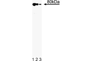 Western Blotting (WB) image for anti-X-Ray Repair Complementing Defective Repair in Chinese Hamster Cells 5 (Double-Strand-Break Rejoining) (XRCC5) (AA 103-315) antibody (ABIN968493)