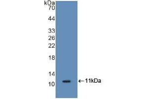 Western blot analysis of recombinant Mouse S100A8.