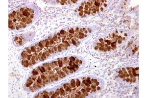 IHC-P Image IL16 antibody [C3], C-term detects IL16 protein at secreted on human normal colon by immunohistochemical analysis. (IL16 anticorps  (C-Term))