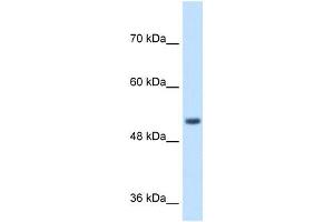 SPPL2B antibody used at 1 ug/ml to detect target protein. (SPPL2B anticorps  (N-Term))