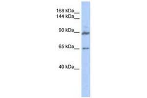 Image no. 1 for anti-G Protein-Coupled Receptor Associated Sorting Protein 2 (GPRASP2) (AA 539-588) antibody (ABIN6741147) (GPRASP2 anticorps  (AA 539-588))