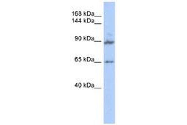 GPRASP2 antibody  (AA 539-588)