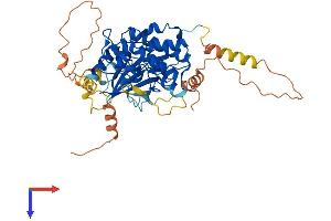 AlphaFold protein structure predicition of Human Recombinant MAP3K8 Protein, UniprotID P41279