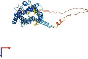 AlphaFold protein structure predicition of Human Recombinant GPR4 Protein, UniprotID P46093