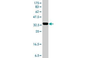 Western Blot detection against Immunogen (36.