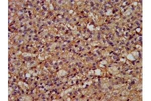 IHC image of ABIN7166324 diluted at 1:200 and staining in paraffin-embedded human adrenal gland tissue performed on a Leica BondTM system.