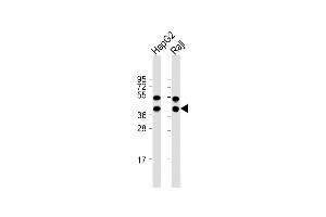 All lanes : Anti-TXNL2 Antibody (N-term) at 1:1000 dilution Lane 1: HepG2 whole cell lysate Lane 2: Raji whole cell lysate Lysates/proteins at 20 μg per lane. (GLRX3 anticorps  (N-Term))