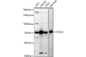 Western blot analysis of extracts of various cell lines, using  antibody (ABIN6129864, ABIN6136458, ABIN6136459 and ABIN6222564) at 1:500 dilution. (ACSL4 anticorps  (AA 1-280))