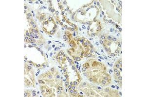 Immunohistochemistry of paraffin-embedded human kidney using HMGCL antibody at dilution of 1:100 (x40 lens). (HMGCL anticorps)