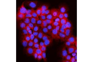 IF analysis of JLP/SPAG9 using anti-JLP/SPAG9 antibody (ABIN7601091).