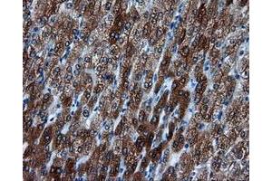 Immunohistochemical staining of paraffin-embedded liver tissue using anti-BHMT mouse monoclonal antibody. (BHMT anticorps)