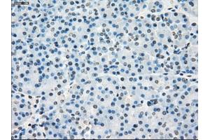 Immunohistochemical staining of paraffin-embedded Kidney tissue using anti-PORmouse monoclonal antibody. (POR anticorps)
