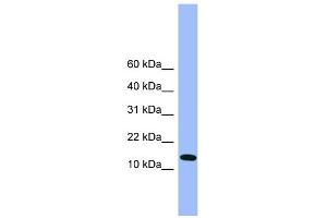 WB Suggested Anti-Atp5d Antibody Titration: 0. (ATP5F1D anticorps  (C-Term))