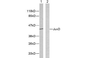 Western blot analysis of extracts from HeLa cells using JunD (Ab-255) antibody (#B7137). (JunD anticorps  (Ser255))