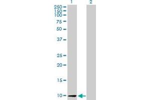 Western Blot analysis of CCL26 expression in transfected 293T cell line by CCL26 MaxPab polyclonal antibody. (CCL26 anticorps  (AA 1-94))