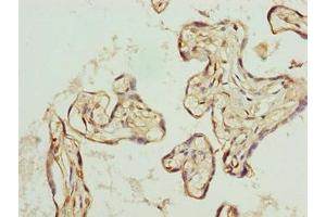 Immunohistochemistry of paraffin-embedded human placenta tissue using ABIN7162475 at dilution of 1:100 (TRIP13 anticorps  (AA 181-390))