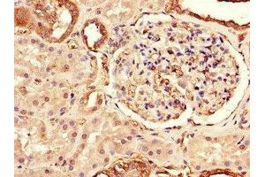 Immunohistochemistry of paraffin-embedded human kidney tissue using ABIN7172270 at dilution of 1:100 (TLR3 anticorps  (AA 135-297))
