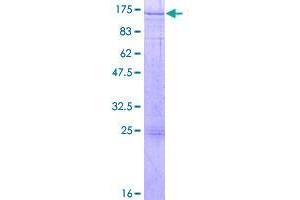 Image no. 1 for Regulatory Factor X 6 (RFX6) (AA 1-928) protein (GST tag) (ABIN1317892)