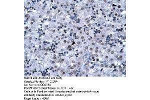Human Liver (FOXG1 anticorps  (N-Term))