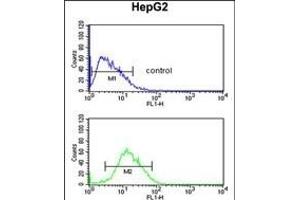 RP16 Antibody (C-term) (ABIN652189 and ABIN2840724) flow cytometric analysis of HepG2 cells (bottom histogram) comred to a negative control cell (top histogram). (PARP16 anticorps  (C-Term))