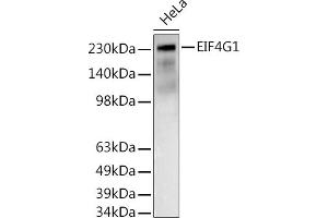Western blot analysis of extracts of HeLa cells, using EIF4G1 antibody (ABIN6134647, ABIN6140094, ABIN6140095 and ABIN6223456) at 1:500 dilution.