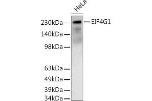 Western blot analysis of extracts of HeLa cells, using EIF4G1 antibody (ABIN6134647, ABIN6140094, ABIN6140095 and ABIN6223456) at 1:500 dilution. (EIF4G1 anticorps  (AA 400-500))