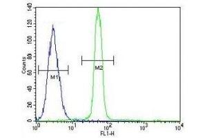 CREB antibody flow cytometric analysis of A549 cells (green) compared to a negative control (blue).