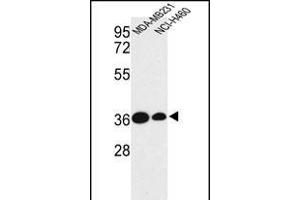 Western blot analysis of TAZ Antibody (N-term) (ABIN652751 and ABIN2842495) in MDA-M, NCI- cell line lysates (35 μg/lane). (TAZ anticorps  (N-Term))