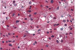 ABIN184915 (5µg/ml) staining of paraffin embedded Human Adrenal Gland.