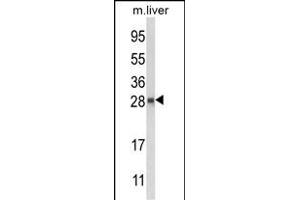 Western blot analysis of QDPR Antibody (C-term) (ABIN652787 and ABIN2842516) in mouse liver tissue lysates (35 μg/lane). (QDPR anticorps  (C-Term))