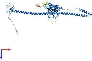 AlphaFold protein structure predicition of Human Recombinant TRIM14 Protein, UniprotID Q14142