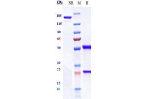 Anti-ERBB3 / HER3 Reference Antibody (lumretuzumab) on SDS-PAGE under reducing (R) condition. (Recombinant ErbB3 (Lumretuzumab Biosimilar) anticorps)
