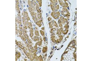 Immunohistochemistry of paraffin-embedded human stomach using CHRFA antibody (ABIN6131933, ABIN6138559, ABIN6138561 and ABIN6223818) at dilution of 1:100 (40x lens). (CHRFAM7A anticorps  (AA 1-150))
