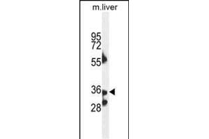 B3GNT4 Antaibody (Center) (ABIN654653 and ABIN2844349) western blot analysis in mouse liver tissue lysates (35 μg/lane). (B3GNT4 anticorps  (AA 233-260))