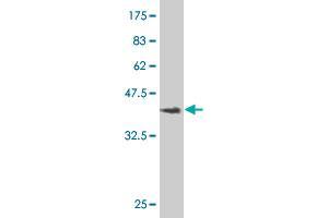 Western Blot detection against Immunogen (36.