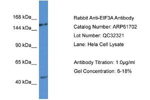 Western Blotting (WB) image for anti-Eukaryotic Translation Initiation Factor 3 Subunit A (EIF3A) (C-Term) antibody (ABIN786472) (EIF3A anticorps  (C-Term))