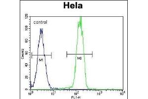 RP1 Antibody (N-term) (ABIN390353 and ABIN2840765) flow cytometric analysis of Hela cells (right histogram) comred to a negative control cell (left histogram). (PARP1 anticorps  (N-Term))