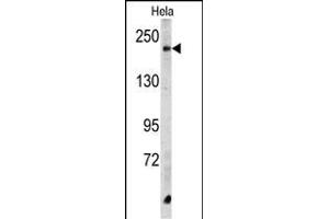 Western blot analysis of CPD Antibody (C-term) (ABIN390685 and ABIN2840976) in Hela cell line lysates (35 μg/lane). (CPD anticorps  (C-Term))