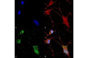 Immunocytochemistry/Immunofluorescence analysis using Mouse Anti-Neuroligin 1 Monoclonal Antibody, Clone S97A-31 (ABIN1741321).