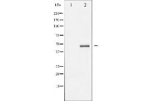 Western blot analysis of Aurora Kinase expression in serum treated 293 whole cell lysates,The lane on the left is treated with the antigen-specific peptide. (Aurora A anticorps  (Internal Region))
