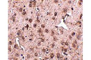 Immunohistochemistry of NIPSNAP3A in mouse brain tissue with NIPSNAP3A polyclonal antibody  at 2. (NIPSNAP3A anticorps  (Internal Region))
