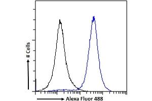 (ABIN6391353) Flow cytometric analysis of paraformaldehyde fixed A431 cells (blue line), permeabilized with 0.