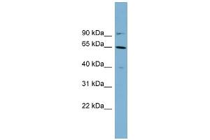 WB Suggested Anti-KRT84 Antibody Titration: 0. (Keratin 84 anticorps  (Middle Region))