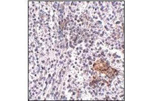 Immunohistochemistry of SHOC2 in human spleen tissue with this product at 5 μg/ml. (SHoc2/Sur8 anticorps  (N-Term))