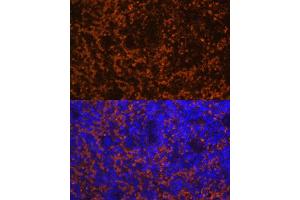 Immunofluorescence analysis of mouse spleen using CCL19 Polyclonal Antibody (ABIN7266300) at dilution of 1:100 (40x lens).