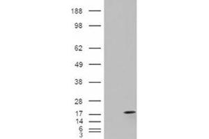 Image no. 3 for anti-Fatty Acid Binding Protein 2, Intestinal (FABP2) (C-Term) antibody (ABIN374817) (FABP2 anticorps  (C-Term))